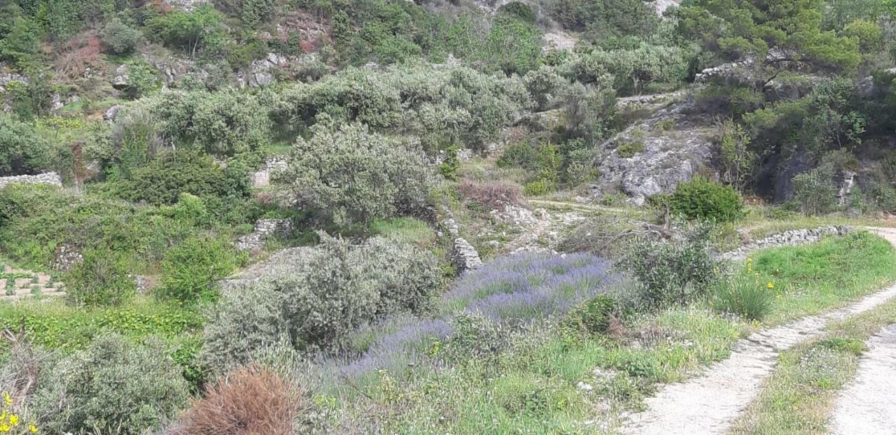 Kuca Za Odmor Dobrila Hotel Jelsa  Luaran gambar